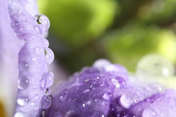 Sticker - Beautiful flower with water drops, macro view