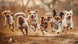 Grupo de cães felizes correndo na floresta. Conceito de vida ativa e saudável.