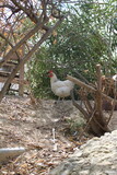 Fototapeta Morze - poule blanche