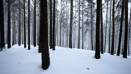 Wall Mural - Beautiful scenery with snowy white forest In winter frosty day. Media. Amazing pine scenic view of park woods.