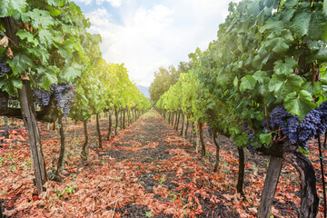 Wall Mural - Vineyard with red wine grapes before harvest in a winery near Etna area, wine production in Sicily, Italy Europe