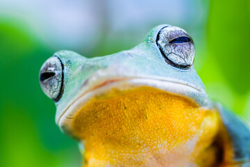 Wall Mural - Wallace's flying frog (Rhacophorus nigropalmatus), also known as the gliding frog or the Abah River flying frog