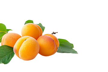 Canvas Print - apricots on white background