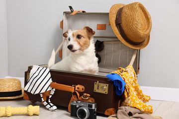 Travel with pet. Dog, clothes and suitcase indoors