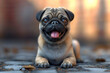 A happy pug with a wrinkled face and a curly tail wagging its tongue at the camera.