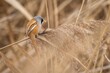 The bearded reedling, a small brown and grey bird, the male, foraging on reeds.