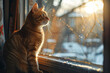 Whiskered orange tabby cat perched on a sunlit windowsill, contemplating the outside world, photographed with a Panasonic Lumix for warm tones.