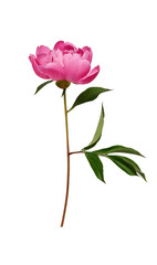 Wall Mural - Pink peony flower with leaves and stem isolated on white background. Element for creating designs, cards, patterns, floral arrangements, frames, wedding cards and invitations.