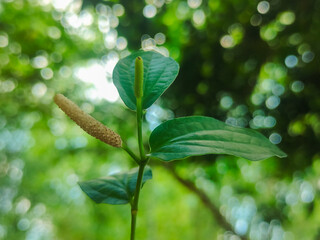 leaves in the garden