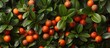 A close-up view of a bush laden with ripe oranges and vibrant green leaves. The oranges stand out against the lush foliage, showcasing a bountiful harvest ready for picking.