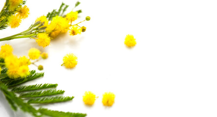 Sticker - Mimosa spring flowers branch border design isolated on white background, top view. Bouquet of beautiful yellow fresh mimosa. Easter, Mother's Day holiday greeting card