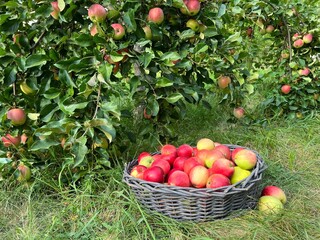 Sticker - Apples in the basket in fruit orchard.