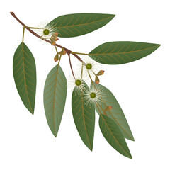 Wall Mural - Eucalyptus branch with leaves and flowers on a white background.