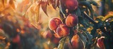 Fototapeta  - Peaches growing on a tree with slowing sunrise