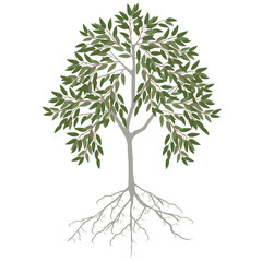 Wall Mural - Eucalyptus tree with leaves and roots on a white background.