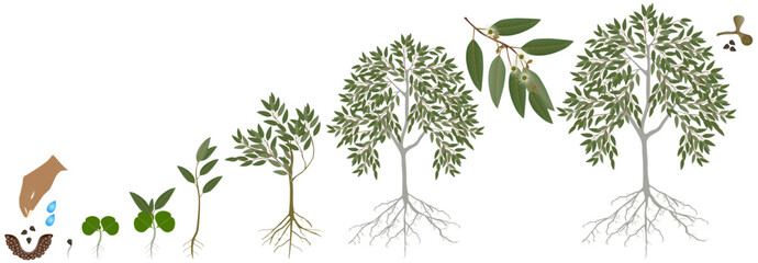 Wall Mural - Cycle of growth of eucalyptus tree on a white background.