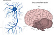 The structure of a neuron in the brain. The structure of the human brain.
