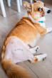 Dog after hip surgery close up FHO surgery