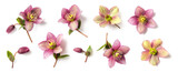 Fototapeta Kwiaty - set / collection of purple and green hellebore flowers and buds in different positions isolated over a transparent background, natural floral spring and easter design elements, top view / flat lay