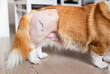 Dog after hip surgery close up FHO surgery
