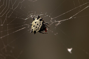 spider on a web