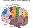 Functions of the main areas of the cerebrum