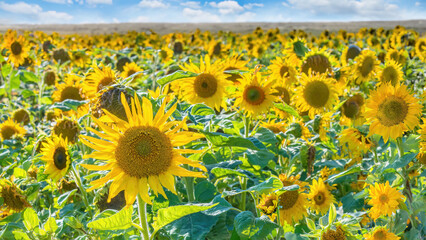 Sticker - A field of sunflowers in bloom in late summer.