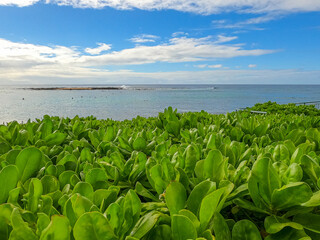 Wall Mural - Tropical Naupaka bushes along coastline by ocean