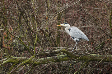 grey heron (Ardea cinerea) lurking in the tree