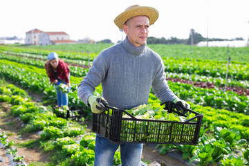 Wall Mural - Positive farmer carries plastic box with harvest of salad