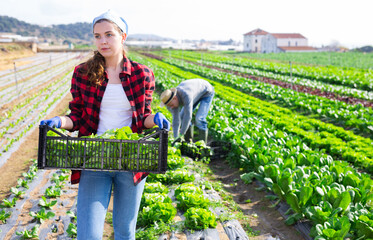 Sticker - Young woman professional farmer holding box full of organic lettuce in a farm field