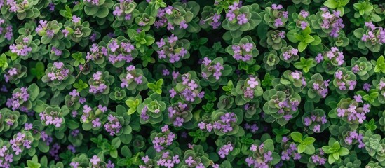 Canvas Print - A cluster of tiny purple and green flowers, including Thymus, blooms vibrantly against a lush green backdrop in a greenhouse or flowerbed.