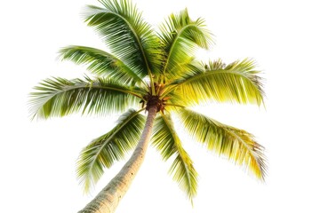 Wall Mural - Collection of isolated coconut palm trees on white background.