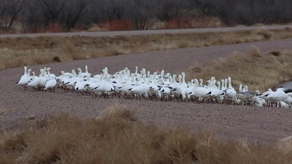 Wall Mural - Group of Snow geese - Bosque del Apache National Wildlife Refuge, New Mexico