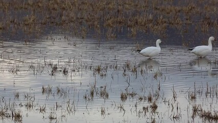 Wall Mural - Snow geese wading close up - Bosque del Apache National Wildlife Refuge, New Mexico