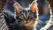 © Suite Green Media - Cute Cat Majestic Housecat Cats Adorable Pet Lovable