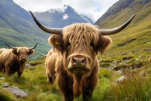Majestic Ben Nevis: Highland Cows Roam Serenely On Trails Beneath Scotland's Tallest Mountain, Capturing The Essence Of Scotland's Natural Beauty.