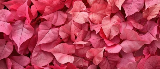  A detailed view of a cluster of stunning pink leaves from a bougainvillea plant. The bright pink hues stand out against a blurred background, showcasing the beauty of nature up close.
