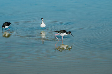 Wall Mural - The black-necked stilt (Himantopus mexicanus) is a locally abundant shorebird of American wetlands and coastlines. Kanaha Pond State Wildlife Sanctuary. Kahului Maui Hawaii