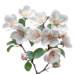 Tree branch flower isolated on transparent background, element remove background, element for design