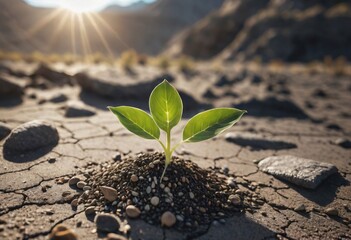 Wall Mural - A small green seedling is growing in nutrient-rich soil