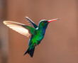 Close up of hummingbird in flight.