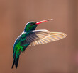 Close up of hummingbird in flight.
