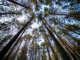 Canvas Print - Bäume im Mischwald