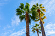 Palm trees against the blue sky with clouds. Tropical background