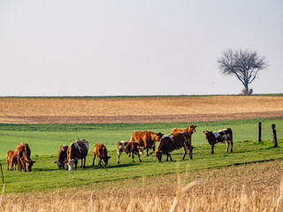 Canvas Print - Kühe grasen auf einer Weide

