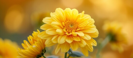 Wall Mural - Vibrant Yellow Flower Blossom HD Wallpapers for Desktop Backgrounds