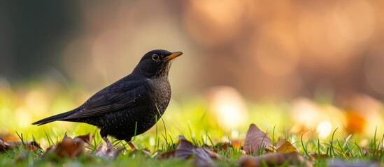 Poster - Majestic black bird standing gracefully in lush green grass under the sun's warm rays