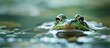 Adorable frog resting in the calm water of a pond surrounded by floating lily pads