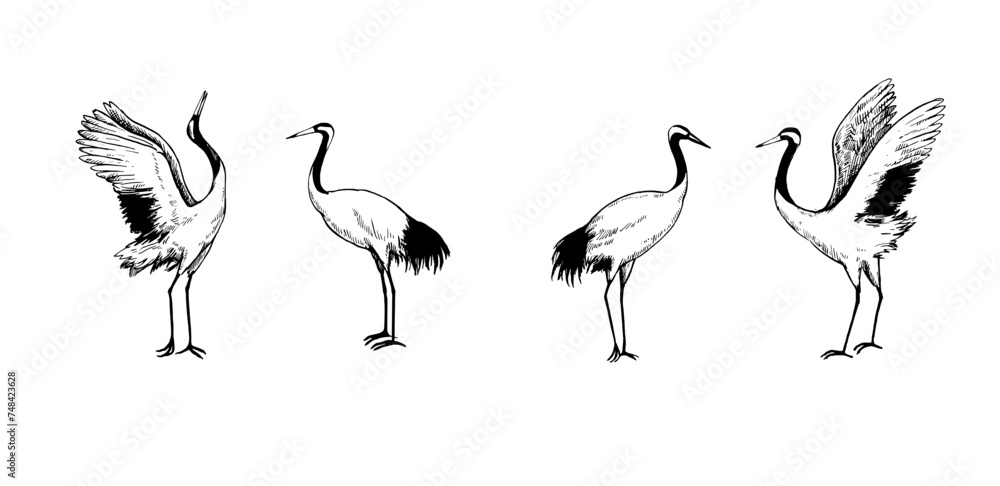 Dancing Japanese cranes black and white vector illustration. Various ...
